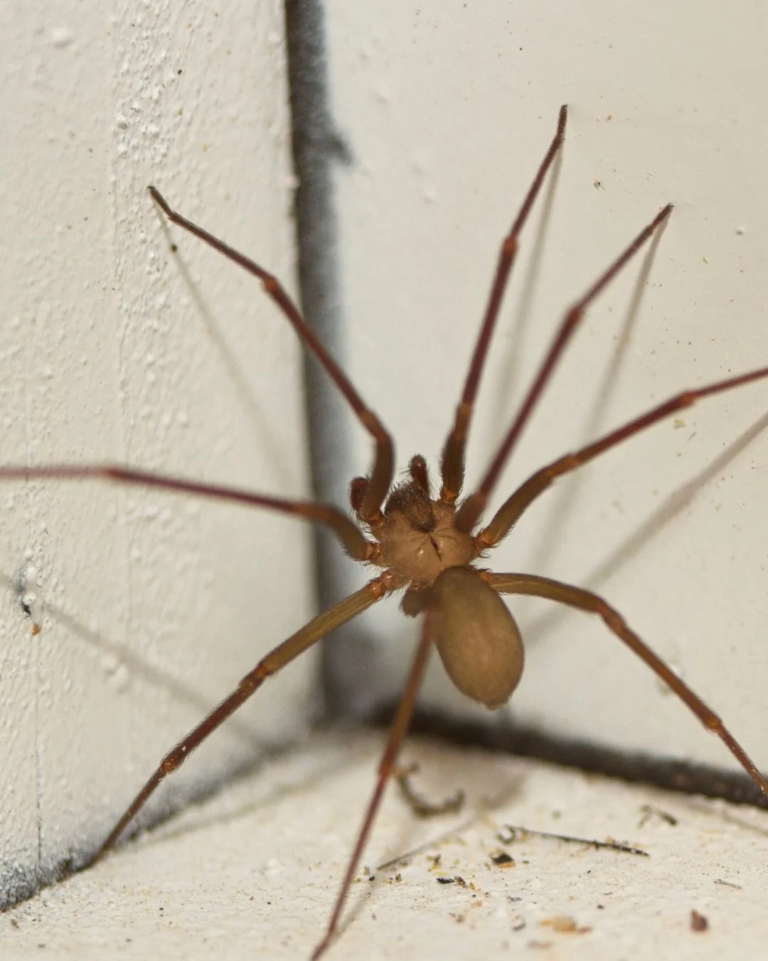 pest3 custom website design Brisbane